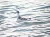 Red-necked Phalarope at Paglesham Lagoon (Steve Arlow) (115530 bytes) Red-necked Phalarope at Paglesham Lagoon (Steve Arlow) (115530 bytes)